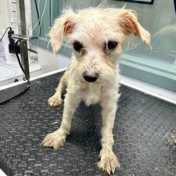 Statler -  Standard Poodle Dog for Adoption in Oakland, California - Statler | PetCurious