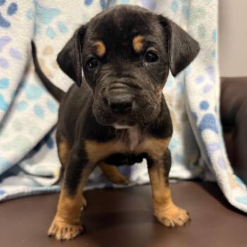Cicada -  Terrier and Mixed Breed Dog for Adoption in Cabot, Arkansas - Cicada | PetCurious