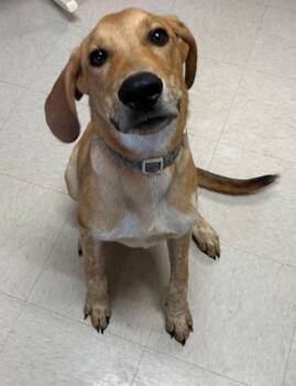 Dallas -  Hound and Mixed Breed Dog for Adoption in Fayetteville, Tennessee - Dallas | PetCurious