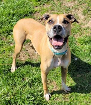 Boxer and Great Dane Dogs Available for Adoption in Lisbon, Ohio - Big Mac | PetCurious