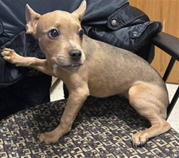 Pit Bull Terrier Dogs Available for Adoption in Plano, Texas - Phoebe A217082 | PetCurious