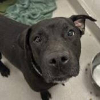 Deuce -  Labrador Retriever Dog for Adoption in Hilliard, Ohio - Deuce | PetCurious