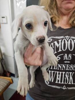 Izzy -  Pit Bull Terrier Dog for Adoption in Irwin, Pennsylvania - Izzy | PetCurious