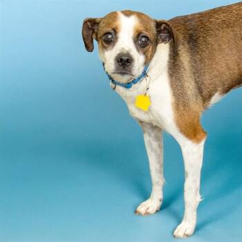 Beagle and Mixed Breed Dogs Available for Adoption in St. Louis, Missouri - CORINNE | PetCurious