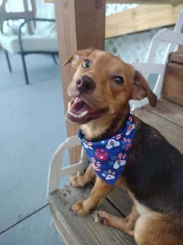 Cadbury -  Chihuahua and Dachshund Dog for Adoption in Winter Garden, Florida - Cadbury | PetCurious