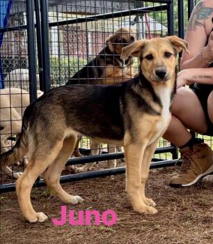 Juno -  Black Mouth Cur Dog for Adoption in Pembroke, Massachusetts - Juno | PetCurious