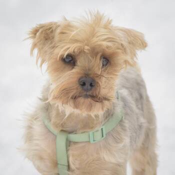 Yorkshire Terrier Dogs Available for Adoption - Eduardo | PetCurious