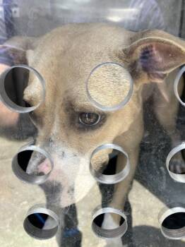 LEAH -  Mixed Breed Dog for Adoption in Dallas, Texas - LEAH | PetCurious