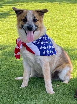 Peanut -  Australian Cattle Dog Blue Heeler and Jack Russell Terrier Dog for Adoption in Colusa, California - Peanut | PetCurious