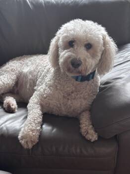 Scarlett Jo -  Goldendoodle Dog for Adoption in Garland, Texas - Scarlett Jo | PetCurious