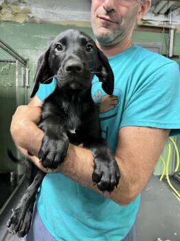 Om -  Hound Dog for Adoption in Elmsford, New York - Om | PetCurious