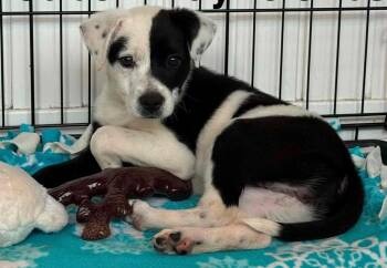 Myrtle -  Australian Cattle Dog Blue Heeler Dog for Adoption in Newport, Kentucky - Myrtle | PetCurious
