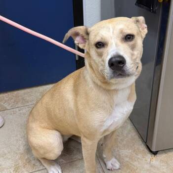 Comet -  Mixed Breed and Shepherd Dog for Adoption in Galveston, Texas - Comet | PetCurious