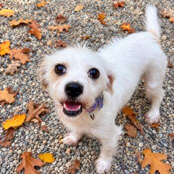 Susie -  Mixed Breed Dog for Adoption in Hopkinton, Massachusetts - Susie | PetCurious