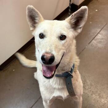 Chevy -  Mixed Breed and Rottweiler Dog for Adoption in Flagstaff, Arizona - Chevy | PetCurious
