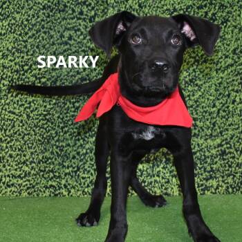 Rescue Mixed Breed Dogs for Adoption in Yuma, Arizona - Sparky | PetCurious