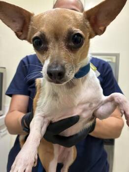 Chihuahua Dogs Available for Adoption in Fremont, California - KIKI | PetCurious