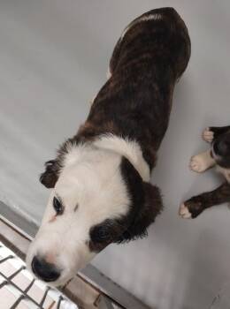Merry -  Terrier Dog for Adoption in Mocksville, North Carolina - Merry | PetCurious