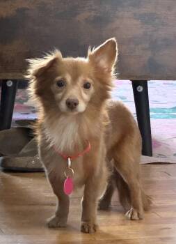 Chihuahua Dogs Available for Adoption - Rocco | PetCurious