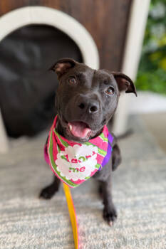 Rescue Mixed Breed Dogs for Adoption in Cincinnati, Ohio - Noodle | PetCurious