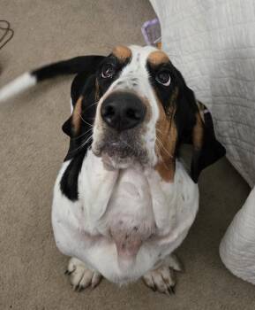 Basset Hound Dogs Available for Adoption in Tulsa, Oklahoma - Burpee | PetCurious