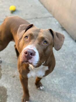 Pit Bull Terrier Dogs Available for Adoption - Artemis | PetCurious