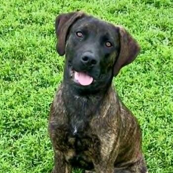 Labrador Retriever Dogs Available for Adoption in Rushville, Illinois - Kaiser | PetCurious