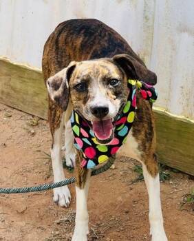 Magnolia $25 -  Hound and Mixed Breed Dog for Adoption in Seneca, South Carolina - Magnolia $25 | PetCurious