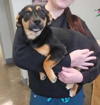 Mixed Breed Dogs Available for Adoption in Hopkinton, Massachusetts - Patty | PetCurious