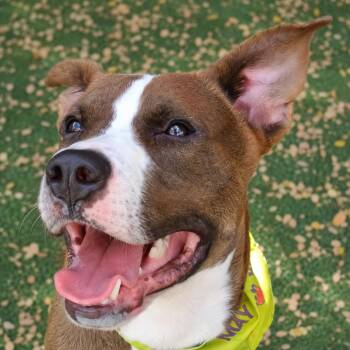 Niko PB -  Labrador Retriever Dog for Adoption in Schertz, Texas - Niko PB | PetCurious