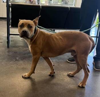 Found stray: Wilber -  Pit Bull Terrier Dog for Adoption in Rockwall, Texas - Found Stray: Wilber | PetCurious