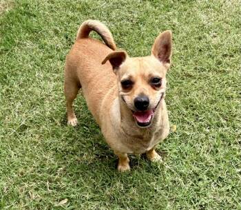 Rescue Chihuahua and Dachshund Dogs for Adoption in Shawnee, Oklahoma - Billy | PetCurious