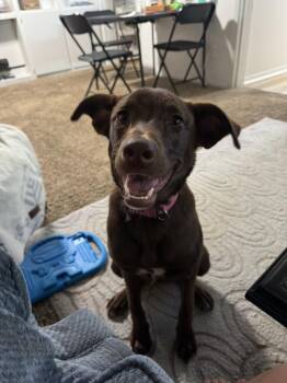 Wednesday Surprise : Blair (Bonnie) -  Wheaten Terrier and Labrador Retriever Dog for Adoption in Aurora, Indiana - Wednesday Surprise : Blair (Bonnie) | PetCurious