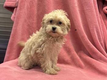 Maltipoo puppy (female) -  Maltese and Poodle Dog for Adoption in Chattanooga, Tennessee - Maltipoo Puppy (female) | PetCurious