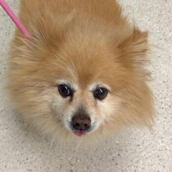 Bear -  Pomeranian Dog for Adoption in Murray, Utah - Bear | PetCurious