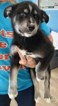 Siberian Husky Dogs Available for Adoption in Benbrook, Texas - Freya #2935 | PetCurious