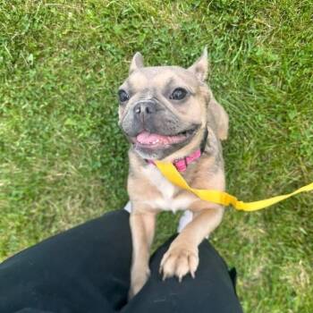 Lola -  French Bulldog Dog for Adoption in Huber Heights, Ohio - Lola | PetCurious