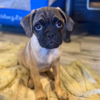 Dusty -  Pug and Mixed Breed Dog for Adoption in Phoenix, Arizona - Dusty | PetCurious