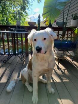 Australian Shepherd and Great Pyrenees Dogs Available for Adoption in Valparaiso, Indiana - Patrick | PetCurious
