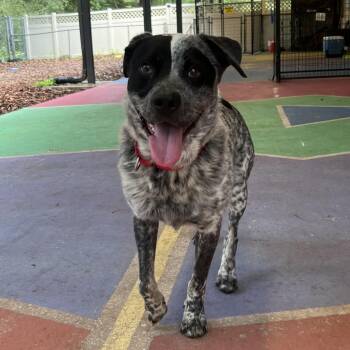 Australian Cattle Dog Blue Heeler and Mixed Breed Dogs Available for Adoption in Titusville, Florida - Hobie The Bandit | PetCurious