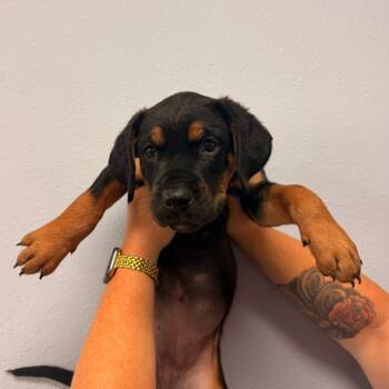 Bonnie -  Rottweiler and Pit Bull Terrier Dog for Adoption in Idaho Falls, Idaho - Bonnie | PetCurious