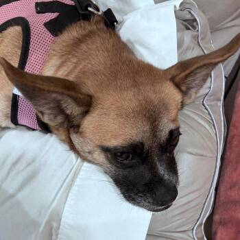 Alana -  Terrier and Mixed Breed Dog for Adoption in Fort Lauderdale, Florida - Alana | PetCurious