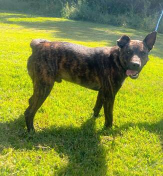 Hoss -  Mixed Breed Dog for Adoption in Murray, Kentucky - Hoss | PetCurious