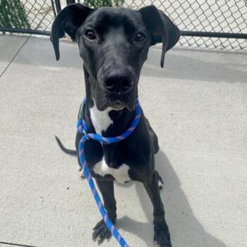 Murphy -  Great Dane Dog for Adoption in Des Moines, Iowa - Murphy | PetCurious