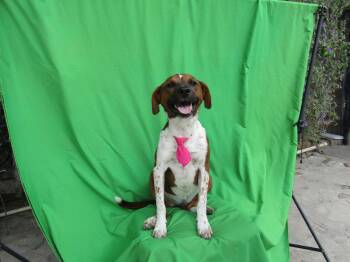 Terrier and Labrador Retriever Dogs Available for Adoption in San Diego, California - Gingerx | PetCurious