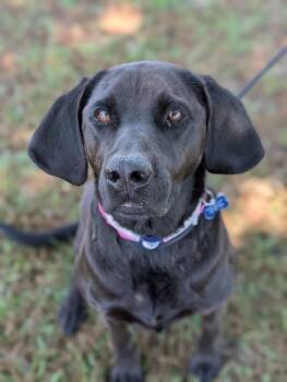 Black Labrador Retriever and Mixed Breed Dogs Available for Adoption in Aiken, South Carolina - Sundai | PetCurious