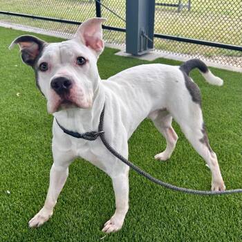 Evan -  Pit Bull Terrier Dog for Adoption in Saint Joseph, Missouri - Evan | PetCurious