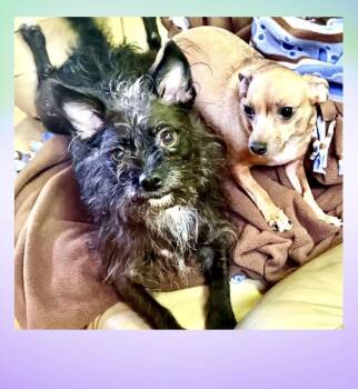 Margie & Sweetie -  Wirehaired Terrier Dog for Adoption in Westfield, New York - Margie & Sweetie | PetCurious