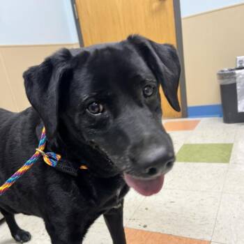 Lilo -  Labrador Retriever and Australian Cattle Dog Blue Heeler Dog for Adoption in Sioux City, Iowa - Lilo | PetCurious