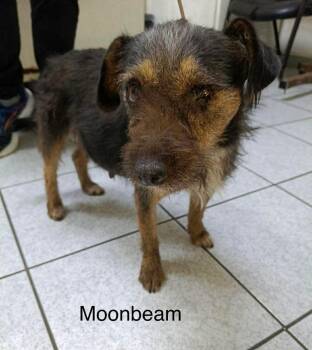 Moonbeam -  Terrier and Mixed Breed Dog Available for Adoption in Severance, Colorado - Moonbeam | PetCurious